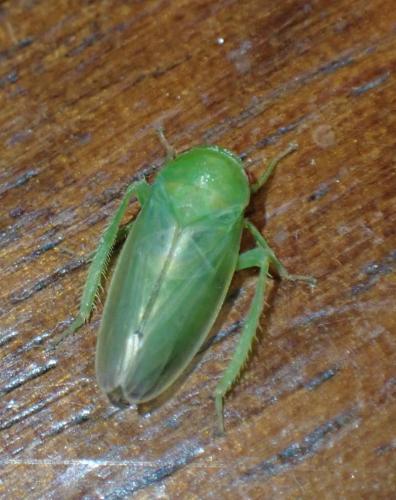 Réf. 306 888 : Batracomorphus allionii